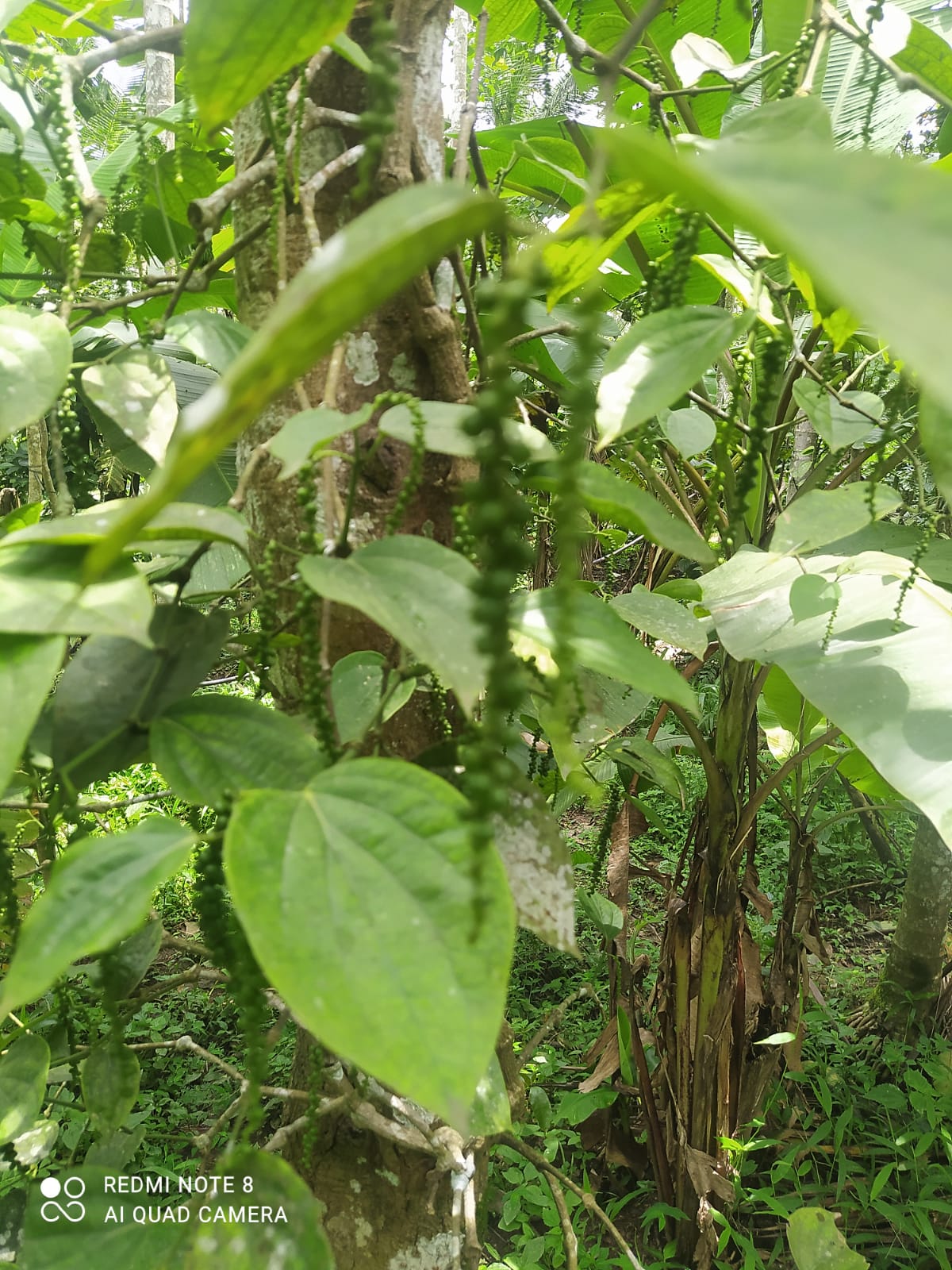 Guide to Organic Spice Farming in Wayanad